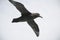 Antarctica birds flying against a clear blue sky