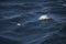 Antarctica birds flying against the ocean to catch some fish