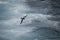 Antarctica birds flying against the ocean to catch some fish