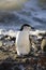 Antarctica - Chinstrap Penguin