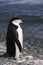 Antarctica - Chinstrap Penguin