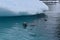 Antarctica, A curious crab eater seal swimming next to an iceberg