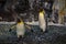 Antarctica Empire of the Penguin at Seaworld 9