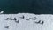 Antarctica gentoo penguin aerial edge view