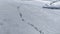 Antarctica gentoo penguin migration drone view