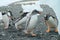 Antarctica Gentoo penguin party beneath iceberg