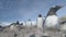 Antarctica gentoo penguin in pebble nest closeup