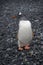 Antarctica Gentoo Penguin, Wildlife, Nature