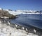 Antarctica - Gentoo Penguins