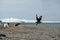 Antarctica Gentoo penguins chase away a skua from their nest