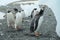 Antarctica Gentoo penguins drinking fresh water from melting iceberg