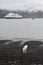 Antarctica, gentu penguins on the shore