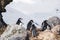 Antarctica, group of Adelie Penguins. Nature and landscapes of Antarctic