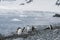 Antarctica, group of Adelie Penguins. Nature and landscapes of Antarctic