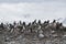 Antarctica, group of Adelie Penguins. Nature and landscapes of Antarctic