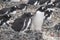 Antarctica, group of Adelie Penguins. Nature and landscapes of Antarctic