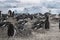 Antarctica, group of Adelie Penguins. Nature and landscapes of Antarctic