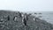 Antarctica. A group of Gentoo Penguins walking along the rocky shore