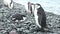 Antarctica. A group of Gentoo Penguins walking along the rocky shore