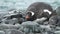 Antarctica. A group of Gentoo Penguins walking along the rocky shore