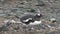 Antarctica. A group of Gentoo Penguins walking along the rocky shore