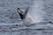 Antarctica humpback whale showing off