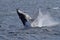 Antarctica humpback whale showing off