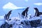 Antarctica ice and mammals in winter