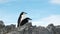 Antarctica January 3, 2022: Penguins in Antarctica. Antarctic ice and birds, protection of the environment. A group of