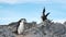 Antarctica January 3, 2022: Penguins in Antarctica. Antarctic ice and birds, protection of the environment. A group of