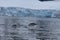 Antarctica, Landscape, with a swimming gentu penguin