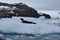 Antarctica, A leopard seal on an iceberg