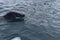 Antarctica, A leopard seal swimming in the iced antarctic waters