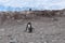 Antarctica, Mama Penguin feeds her chick during molting season