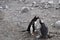 Antarctica, Mama Penguin feeds her chick during molting season