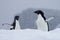 Antarctica Penguins