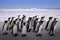 Antarctica, penguins in the ocean sea. Waves with group of birds, Wildlife nature, kong penguin on Falklnad Islands. Bird colony