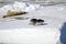 Antarctica - Seal And Leopard Seal