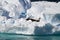 Antarctica - Seals On An Iceberg