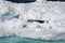 Antarctica - Seals On An Iceberg