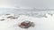 Antarctica station building surrounded by penguins