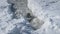 Antarctica weddell seal emerge ice ocean water