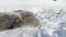 Antarctica weddell seal family rest on snow