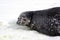 Antarctica, Weddell seal in the snow on Horseshoe Island