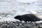 Antarctica, Weddell seal  on Stonington Island, Antarctic Peninsula