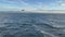 Antarctica Wildlife Seabird Flying Over Ocean at Sunset, Slow Motion