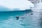 Antarctica, A young crab eater seal swimming right in front of an iceberg