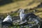 Antartic giant petrel, Hannah Point,Livingston island, South Shetlands ,