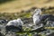 Antartic giant petrel, Hannah Point,Livingston island, South Shetlands ,