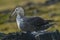 Antartic giant petrel, Hannah Point,Livingston island, South Shetlands ,